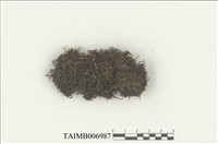 藏品(齒萼蘚科)的圖片